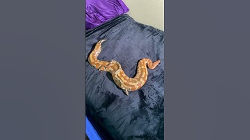 Adult blood python vs baby boa constrictor