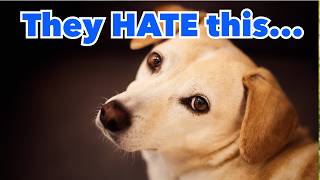 15 Things You’re Doing That Your Dog Secretly Hates