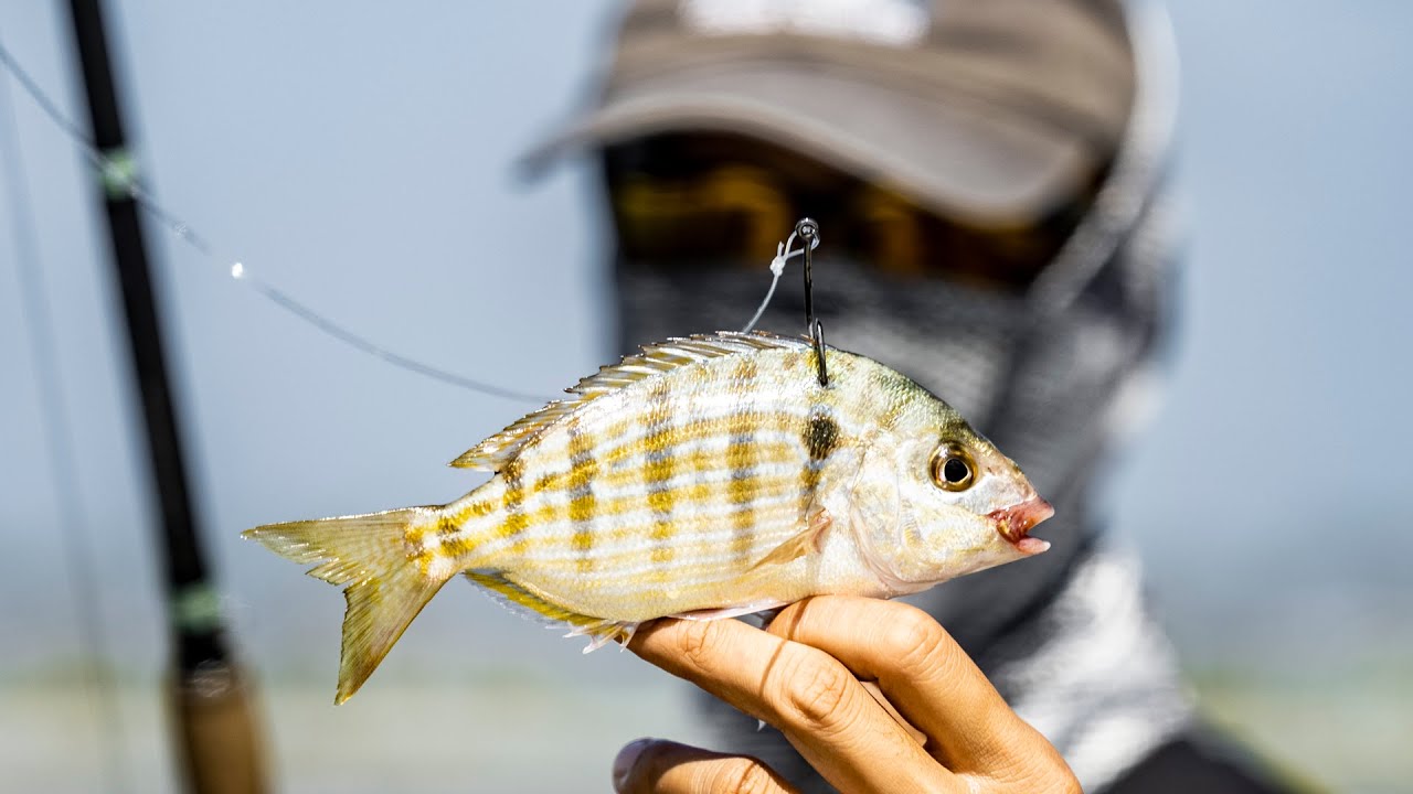 Live Pin Fish Rig This Is What Happens When You Free Line LIVE PINFISH At a Tiny BRIDGE ...