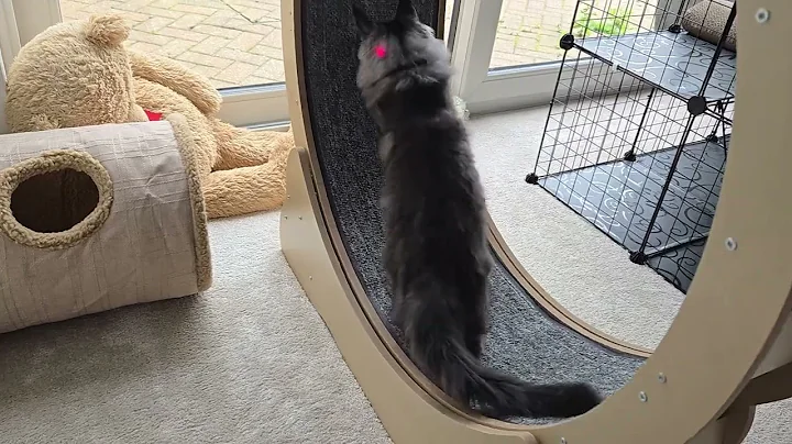 Watch the video about Maine coon morning exercise hes so clever