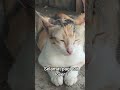 para pecinta hewan semoga dilancarkan rejekinya aminn #cat #kucing