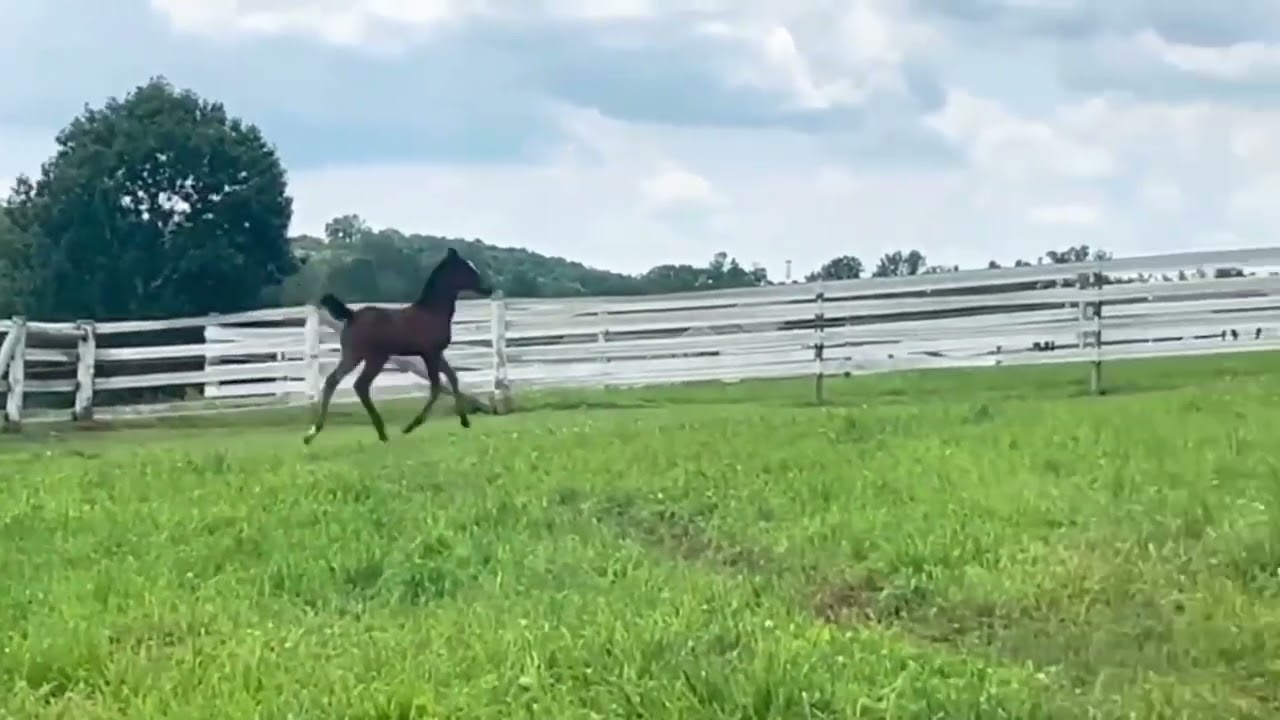 ON THE BRINK: Morgan Stallion For Sale