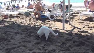 Вот так кошка использует пляж отеля в Турции.