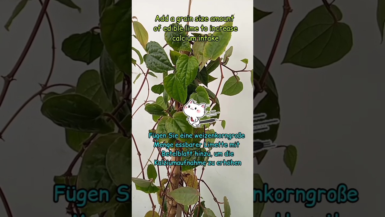 Paan(betel)leaf filled with nutrition.Easy to grow🤩😊Betelblatt gefüllt mit Nahrung.. 🤩😊