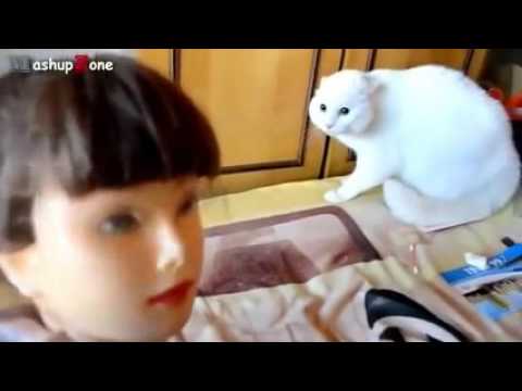 best-funny-cats-vine-2017/2018