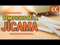 Beneficios de la jcama  ciencia de la comida