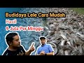 Budidaya lele mudah hasil jutaan seminggu  part 1