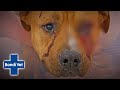 Callous Burglars Attack Innocent Dog! | Bondi Vet