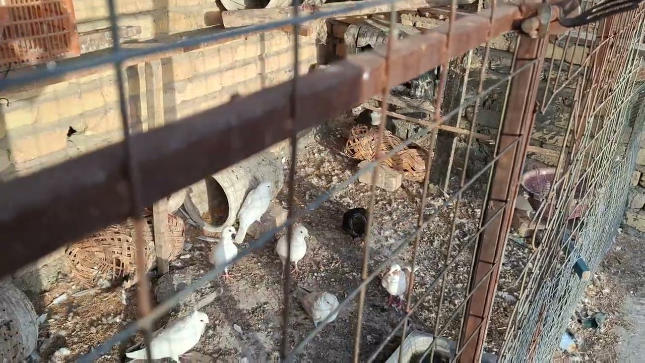 فيديو جديد اول يوم برمضان ان شاءالله صيام مقبول وينعاد علينا وعليكم بالخير والبركة 