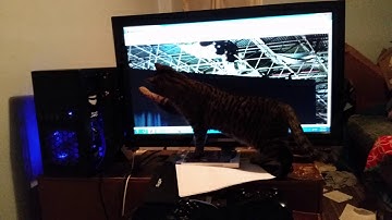Cat Trying to Claw the Mouse Cursor on Computer TV Monitor (Original)