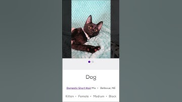 silly cat names on petfinder #cats #cat #catlover