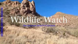 Arizona Trail Cam:  Wildlife Watch in the Tumacacori Highlands