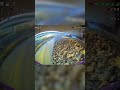 Quicksilver whooping under the bridge... #fpvfreestyle #hdzero #drone #fpvflow #betafpv #meteor75