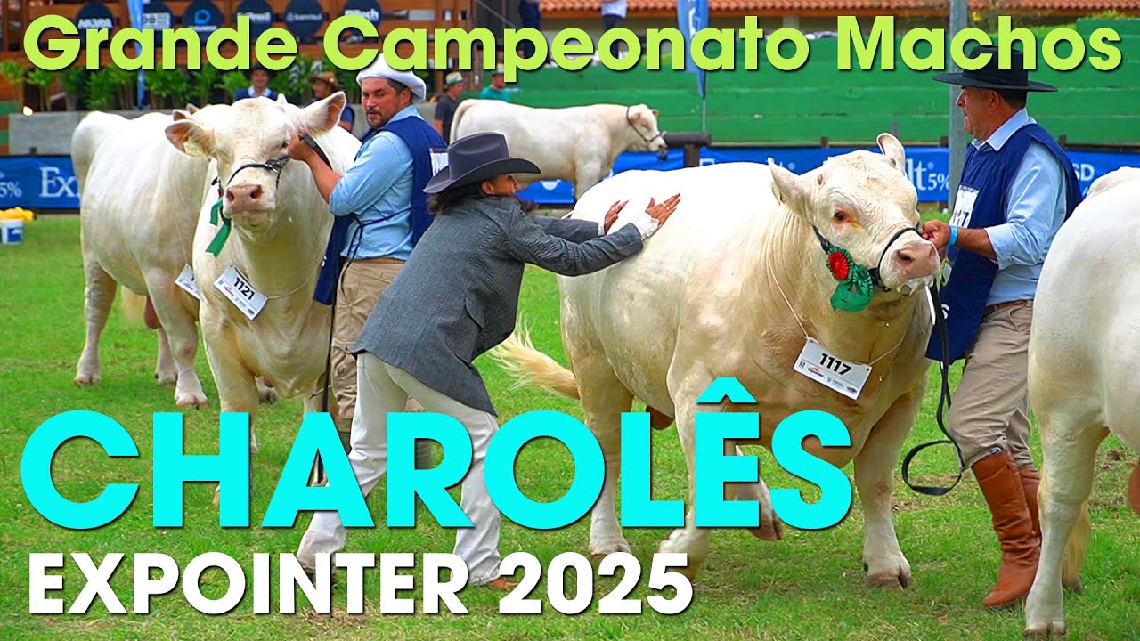 CHAROLÊS NA EXPOINTER - GRANDE CAMPEONATO MACHOS - JURADA GEORGINA HERRERA