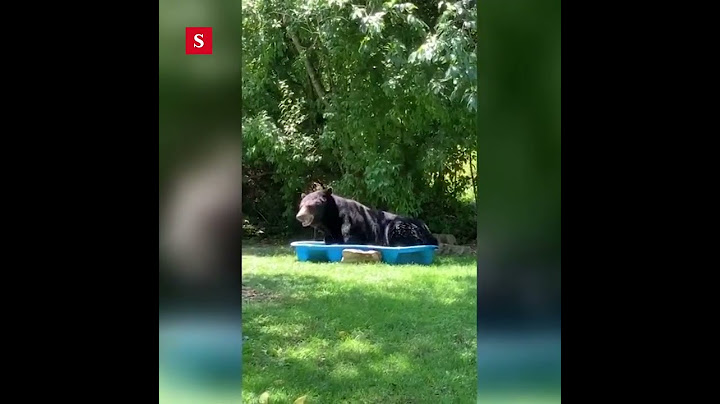 Este oso se refrescó en la piscina de niños de una casa | Videos Semana