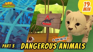 Dangerous Animals (Part 3/3)  Animals Stories for Kids | Educational | Leo the Wildlife Ranger