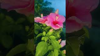 🌺#homegardenideas #homegardening #sunset #shortvideo #aestheic #
