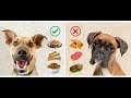 чем всего луче кормить  собаку ? Кормление Амстаффа Бони и Зевса