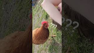 Friendly hen only wants to eat with her human!