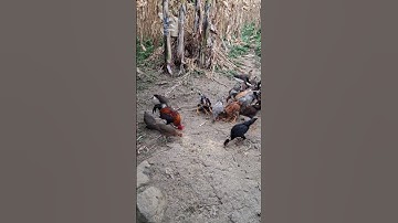 cho gà ăn uống.pub qaib lom zem heev