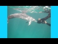 Swimming with Wild Dolphins: Summer Solstice 2012 Human/Dolphin Celebration - Bimini, Bahamas