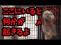 【パンチくん🐵】ケージの所にいるだけで何かが起きる!? 市川市動植物園 のニホンザル「パンチくん」Punch the monkey