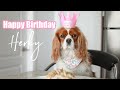 HERKY'S BIRTHDAY! HOW IS MY BABY 6 ALREADY?! // Baking a cake for my dog's birthday HERKY EATS