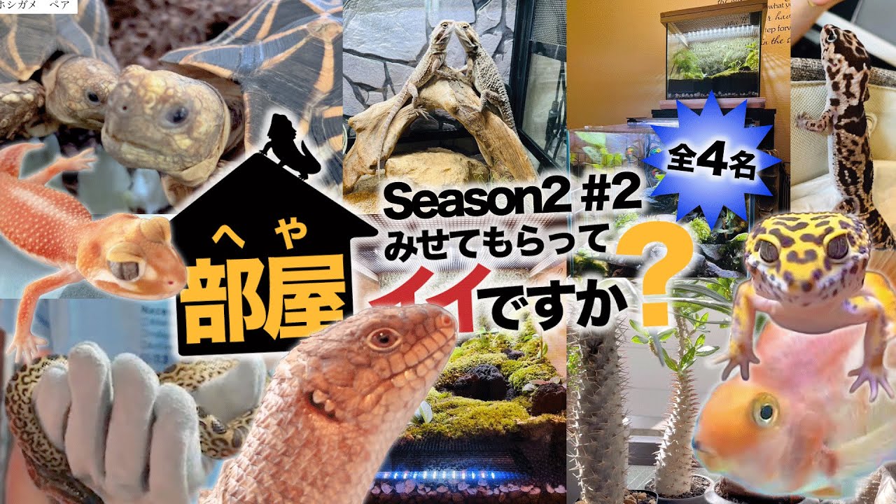 みんなの飼育部屋大公開！人の爬虫類部屋ルームツアー ！【部屋、見せてもらってイイですか？シーズン2第2回】