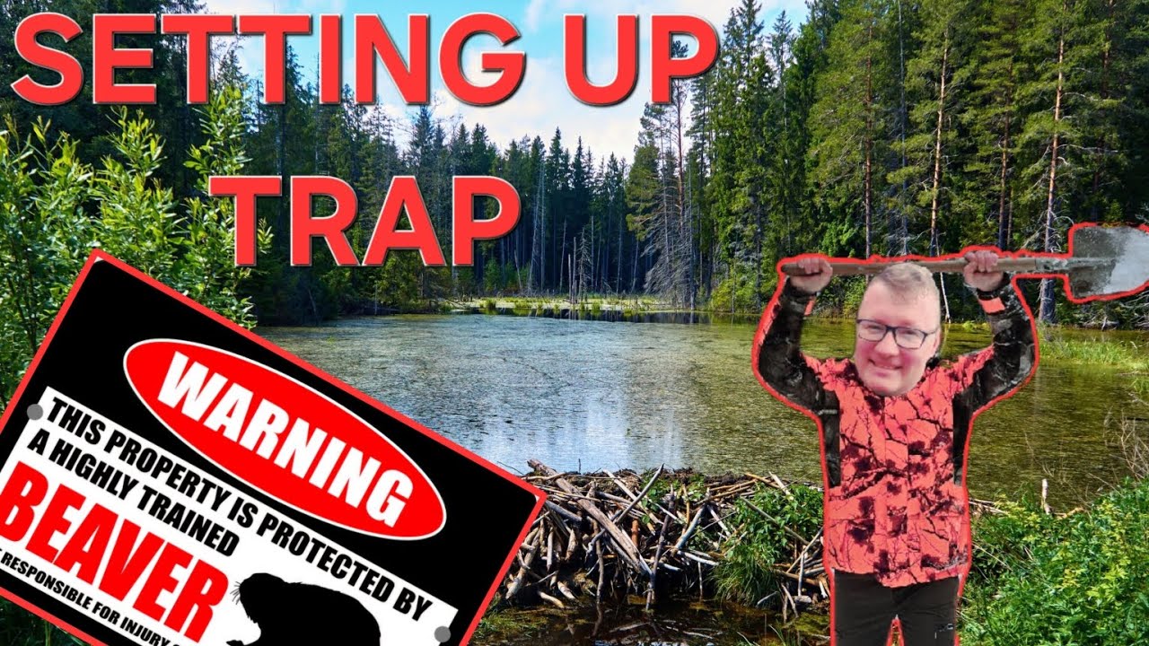 Bear farm under ultimate beaver attack! How do you save the forest from flooding?