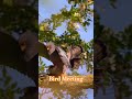Bird meeting video Nest Box #feeding #nest #birdlife #meeting #birds #nestcam #birdswatching