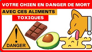 Les Aliments Toxiques & Dangereux pour les Chiens 👉Les Aliments qui Les TUERONT by HistoireDesAnimaux 595 views 4 months ago 5 minutes, 36 seconds