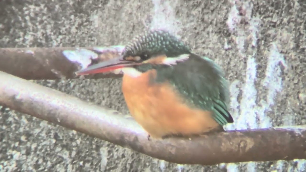 カワセミ卓鈴 善福寺川 カワセミ - YouTube