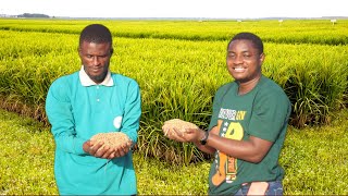Why Rice Farming Is Profitable despite the Influx of Rice Importation #ricefarming #rice