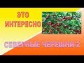 Это интересно Северные черешни-2