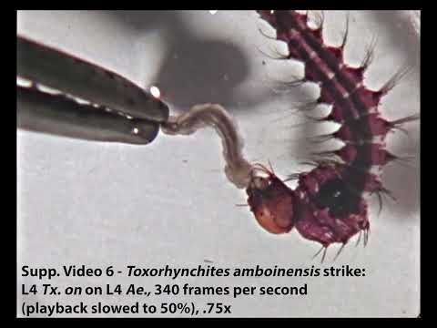 First-of-its-kind Video Footage Shows Mosquito's Unique Attack Mechanisms