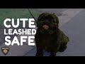 Keep us cute, keep us leashed, keep us safe! - Part 2