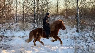 Blíða lovely riding mare