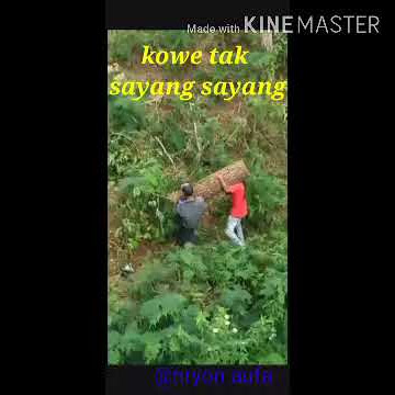 KOWE TAK SAYANG SAYANG  ll story wa lucu terbaru
