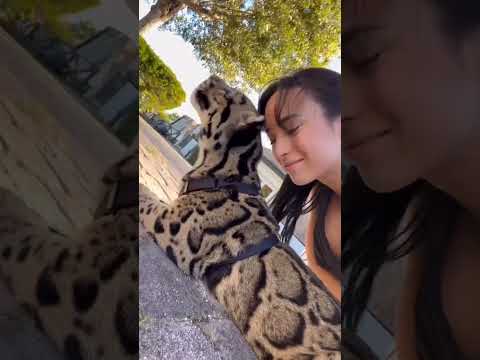 Veronica Perasso Beautiful Women Shorts Viralshorts Ytshorts