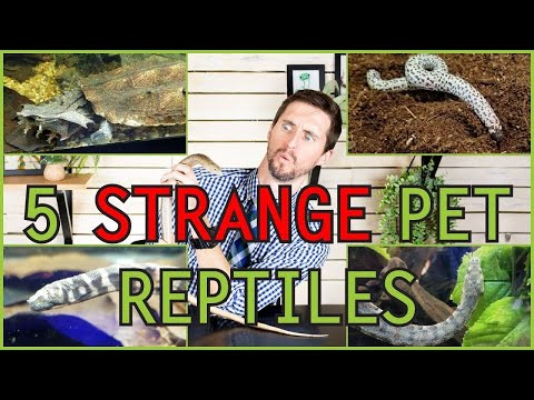 Video: Utafiti Unapata Reptiles Pet Kuweka Hatari Ya Afya Kwa Watoto