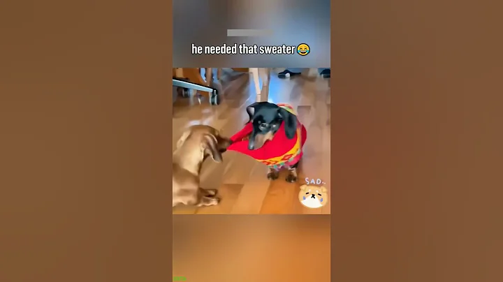 Video 11242781: funny cat talking, kitten meowing, funny cat live