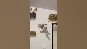 Cat Learns How To Use New Climbing Toy!