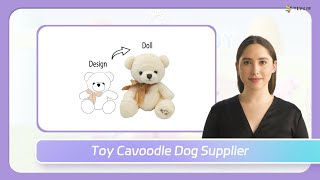 Toy Cavoodle Dog Supplier