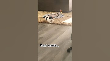 Funny reactions! catnip banana #cat #funny #funnycats #cute #reels #shorts #funnyshorts #kitty