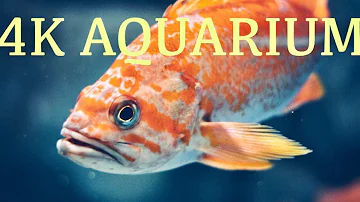 The Best 4K Aquarium for relaxation-part-2🐠 sleep relax,meditation music