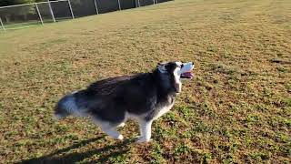 That look when a husky starts a run is priceless by Husky Obsessed 4,205 views 6 months ago 23 seconds