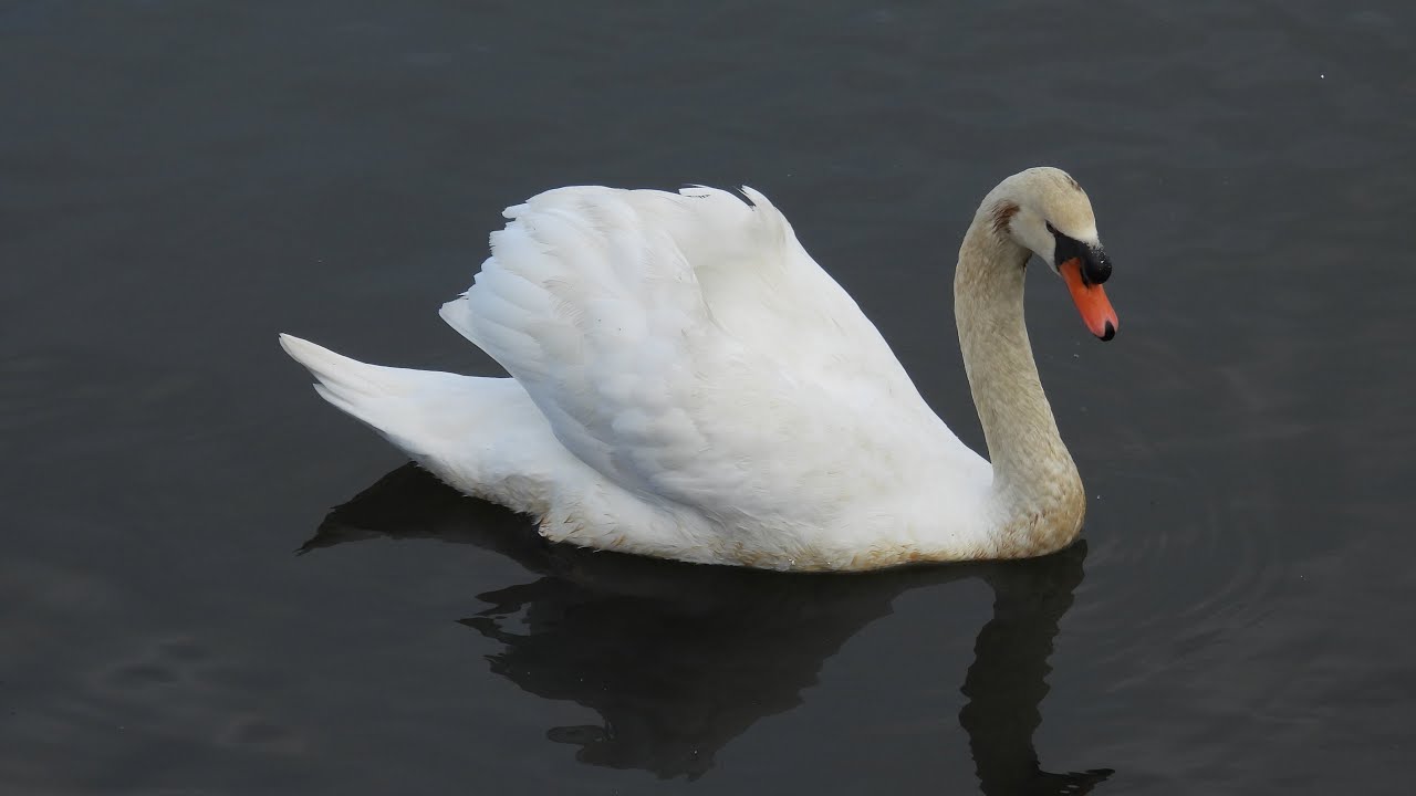 コレクタ　88211　コブハクチョウ　Mute Swan コブハクチョウ (4K) / Mute Swan - YouTube