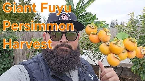 Giant Fuyu Persimmon Harvest Backyard Orchard Culture 