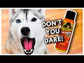 Putting GORILLA GLUE on My HUSKY Because She Sheds Too Much! (Prank)