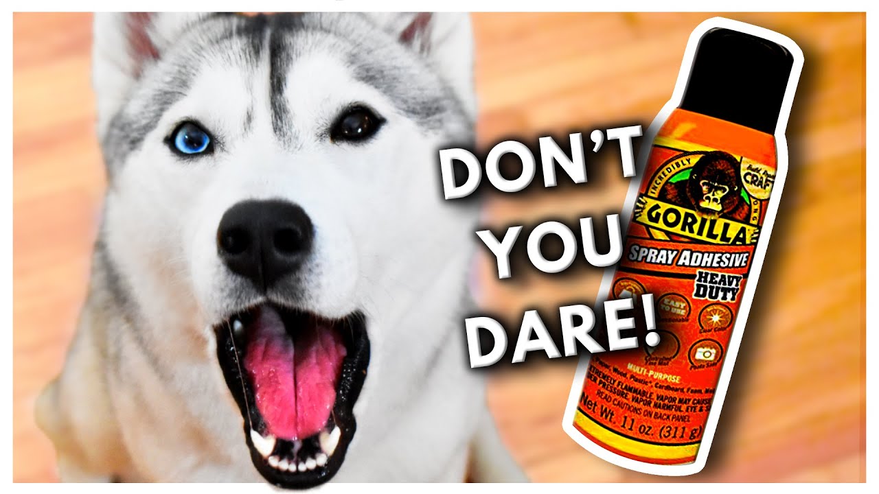 Putting GORILLA GLUE on My HUSKY Because She Sheds Too Much! (Prank